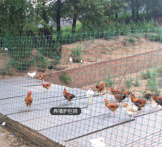 1681290186568386.jpg 養(yǎng)殖網(wǎng)